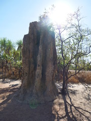 Obraz premium Termite Mound in Litchfield National Park