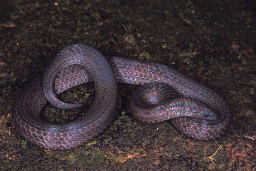 Blythia Reticulata. Iridescent snake. Non venomous. Rarely available, probably the only image in existance. Arunachal Pradesh, India.