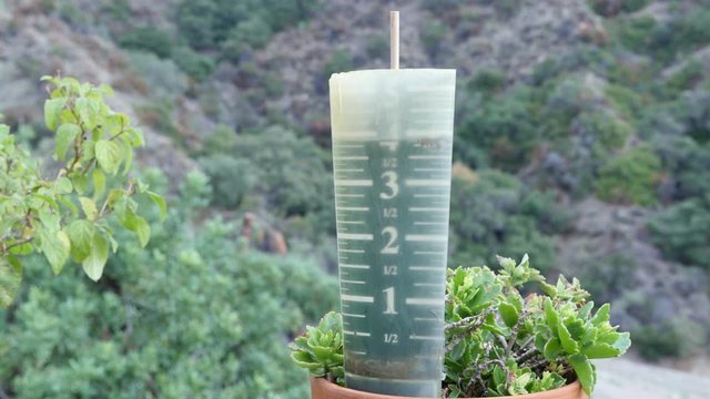 Rain gauge in potted plant in garden.
