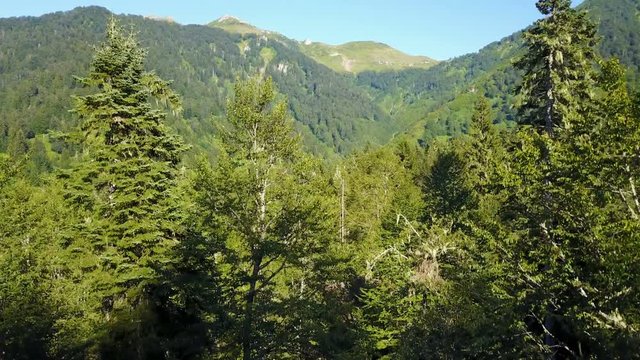 Pine trees forest in national park of central Artvin, Turkey