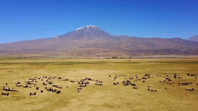Sheeps grazing, Noah's Mount Ararat Meadow, Agri Dagi, Turkey