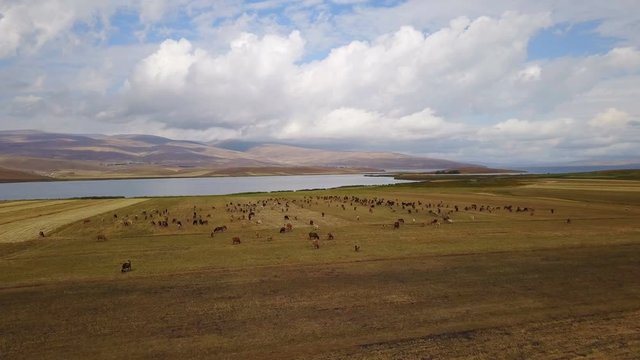 Cows grazing near the Cildir Lake in Kars, Ardahan, Turkey