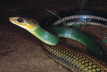 Coluber Nigromarginatus. Green Rat snake. Non venomous. Rarely available. Arunachal Pradesh, India