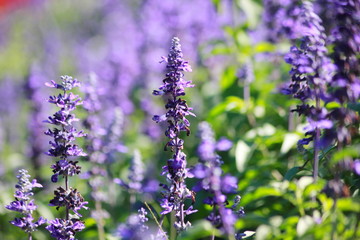 Lavandula angustifolia flowers in the garden, purple flower vintage, blurred and soft background.