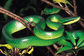 Elaphe Frenata. Green Tree Racer. Non venomous. Arunachal Pradesh, India.