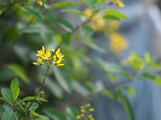 Obraz na płótnie Canvas littel yellow flower beautiful bouguet on blurred of nature background