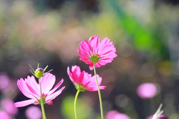 Cosmos flowers in the garden, Green background, blurry flower background, light pink cosmos flower.
