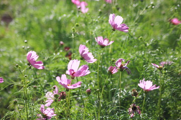Obraz na płótnie Canvas Cosmos flowers in the garden, Green background, blurry flower background, light pink cosmos flower.