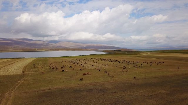Cows grazing near the Cildir Lake in Kars, Ardahan, Turkey