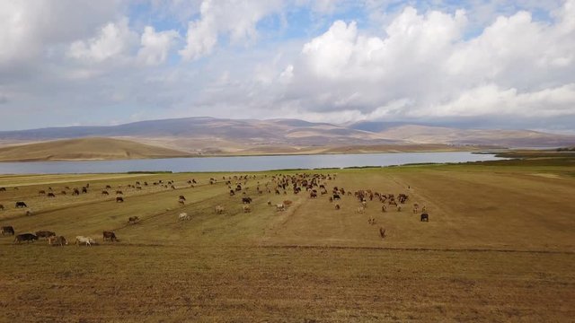 Cows grazing near the Cildir Lake in Kars, Ardahan, Turkey