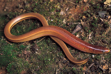 Ophisaurus Gracilis. Legless/Glass lizard. Arunachal Pradesh, India.