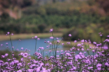 Verbena purple flowers in the garden, purple flower vintage, blurred and soft background.