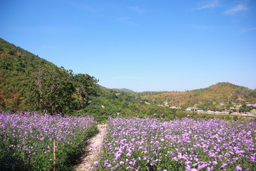 Verbena purple flowers in the garden on blue sky, purple flower vintage, blurred and soft background.