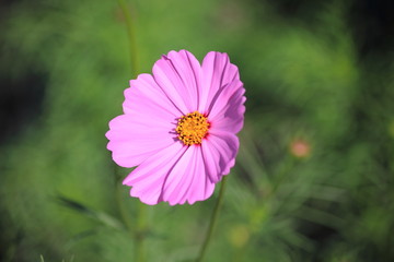 Cosmos flowers in the garden, Green background, blurry flower background, light pink cosmos flower.