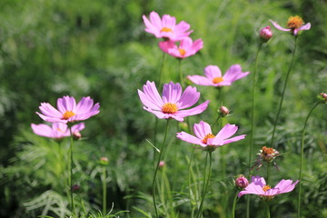 Fototapeta premium Cosmos flowers in the garden, Green background, blurry flower background, light pink cosmos flower.