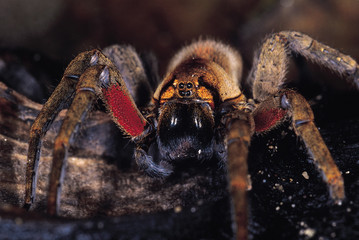 Spider with red 'armpits'. Arunachal Pradesh, India.