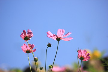 Cosmos flowers in the garden and blue background, blurry flower background, light pink cosmos flower.