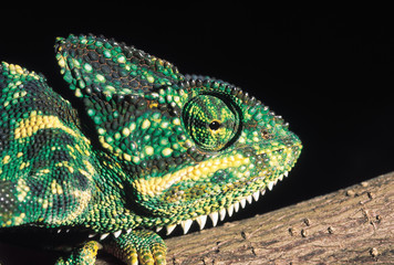 Chamaeleon Zeylanicus. Indian chameleon, Chamaeleon head. Maharashtra, India.