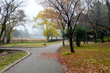 紅葉したカエデの葉っぱが雨で散り、地面や遊歩道で赤いカーペットのように広がっている風景