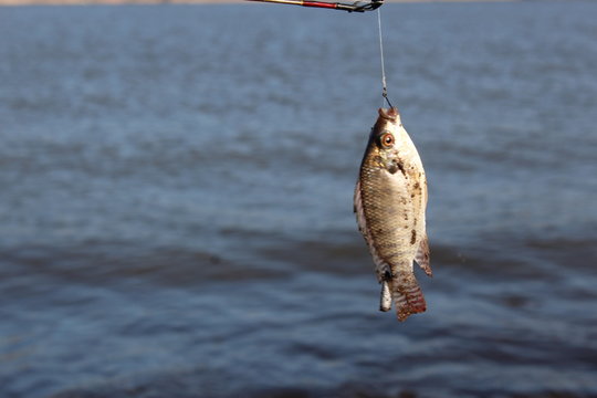 mojarra en la soledad