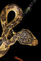 Trimeresurus malabaricus MALABAR PIT VIPER. Venomous. Photograph shows dorsal head scalation of an unusually colored individual from Koyna, Maharashtra, INDIA.