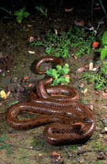 Fototapeta premium Rhabdops olivaceus OLIVE FOREST SNAKE. Non venomous. EXTREMELY RARE. Endemic to India; known from a few localities in Kerala and Maharashtra. Photographed in Maharashtra, INDIA.