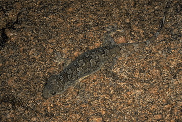 Hemidactylus giganteus GIANT ROCK GECKO. ENTIRE. RARE, POSSIBLY THE FIRST PHOTOGRAPHS OF THIS SPECIES. Photographed near Basapur village, Karnataka, INDIA.