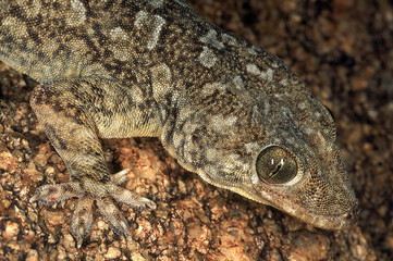 Hemidactylus giganteus GIANT ROCK GECKO. CLOSE UP. RARE, POSSIBLY THE FIRST PHOTOGRAPHS OF THIS SPECIES. Photographed near Basapur village, Karnataka, INDIA.