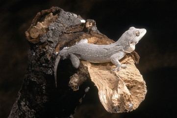 Hemidactylus leschenaulti BARK GECKO. Photographed outside Pune, Maharashtra, INDIA.