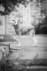 Whippet dog on the background of the building
