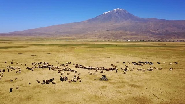 Sheeps grazing, Noah's Mount Ararat Meadow, Agri Dagi, Turkey