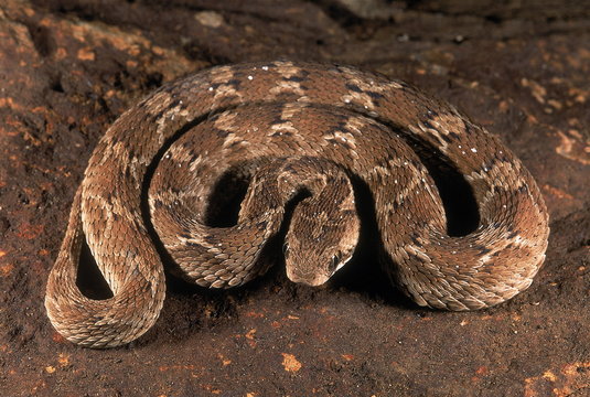 Saw Scaled Viper" Images – Browse 157 Stock Photos, Vectors, and Video |  Adobe Stock