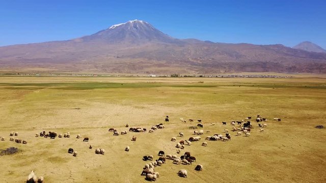Sheeps grazing, Noah's Mount Ararat Meadow, Agri Dagi, Turkey