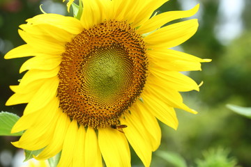 little bee feeding pollen on sunflower