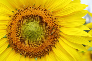 little bee feeding pollen on sunflower