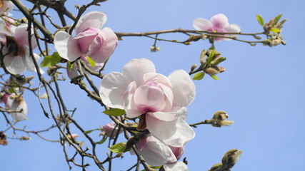 Naklejka premium Magnolia blossom tree. Beautiful magnolia flowers against blue sky background close up. Japanese magnolia.