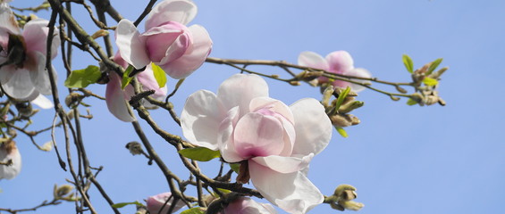 Magnolia blossom tree. Beautiful magnolia flowers against blue sky background close up. Japanese magnolia. © lenic