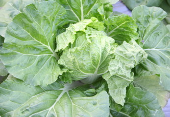 Fresh flowering cabbage in the agriculture garden