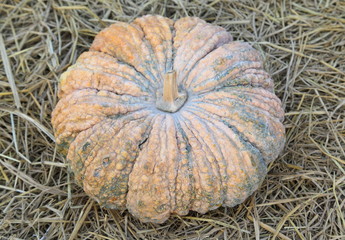 Pumpkins on hay