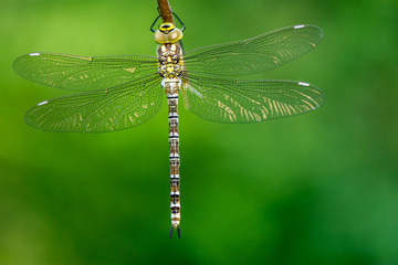 Aeschna cyanea