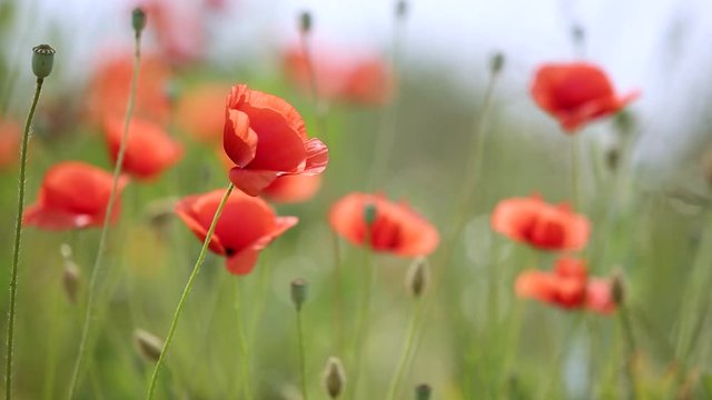 Red poppy flowers blooming in green spring field.