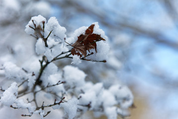 枯れ紅葉に積もる雪 #01 / 山口県岩国市横山紅葉谷公園