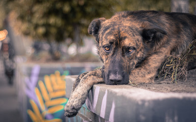 Perro fiel