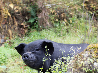 Little black pig.