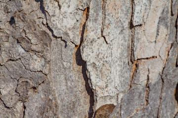 close-up of a tree bark
