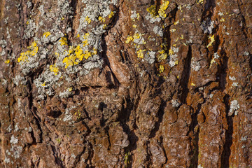 close-up of a tree bark