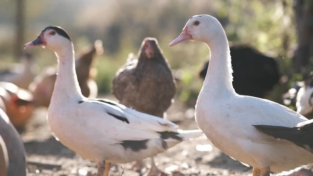 White geese at bird farm.