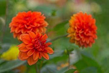 The orange dahlias on a green blurry background. A selective focus. The autumn. A school.