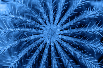 Trend color 2020 classic blue,  round shape cactus background for design.
