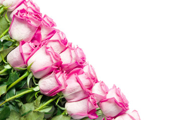 Beautiful pink roses isolated on white background. - Image